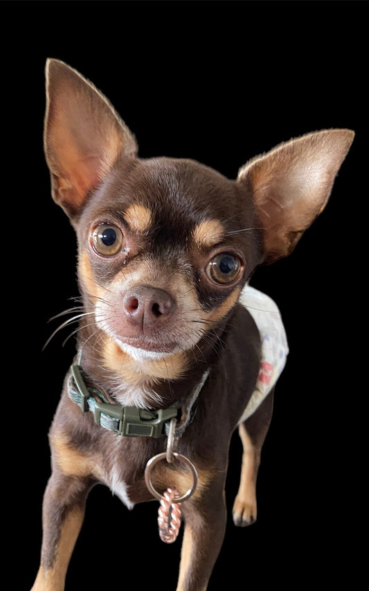 pet ring emf protection on dog