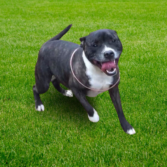 Full Gympie DreamTime Cubit Ring 5G Protection on dog