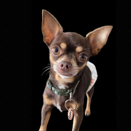 small pet anxiety relief tensor ring